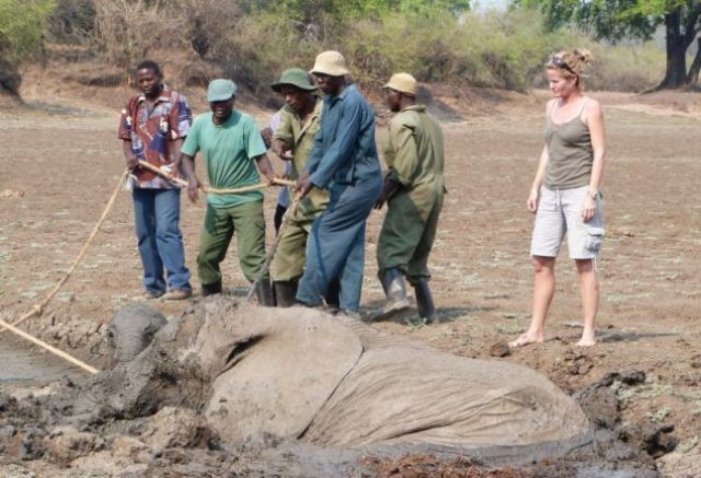 Слон застрял в грязи (16 фото)