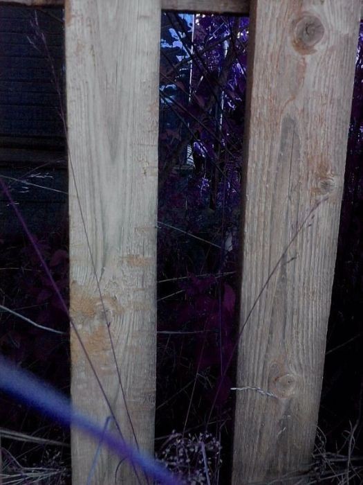 Найди кота на фото (48 фото)