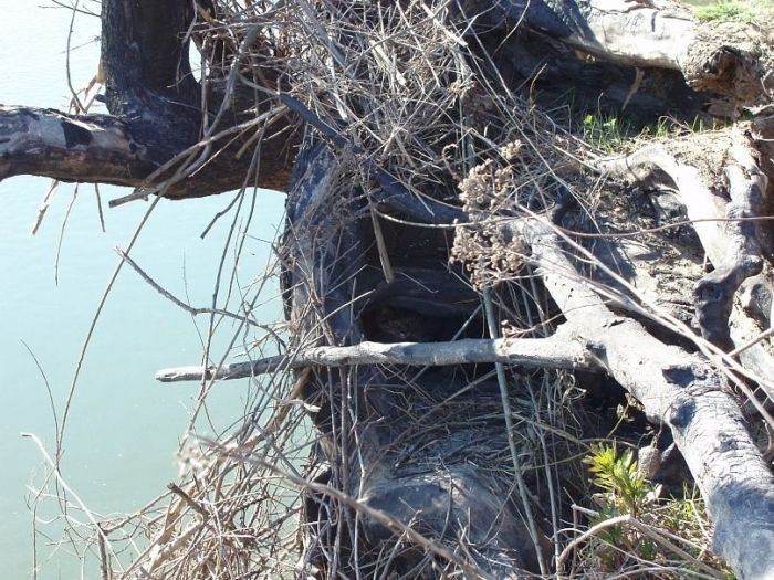 Найди кота на фото (48 фото)