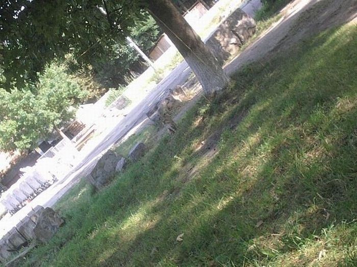 Найди кота на фото (48 фото)