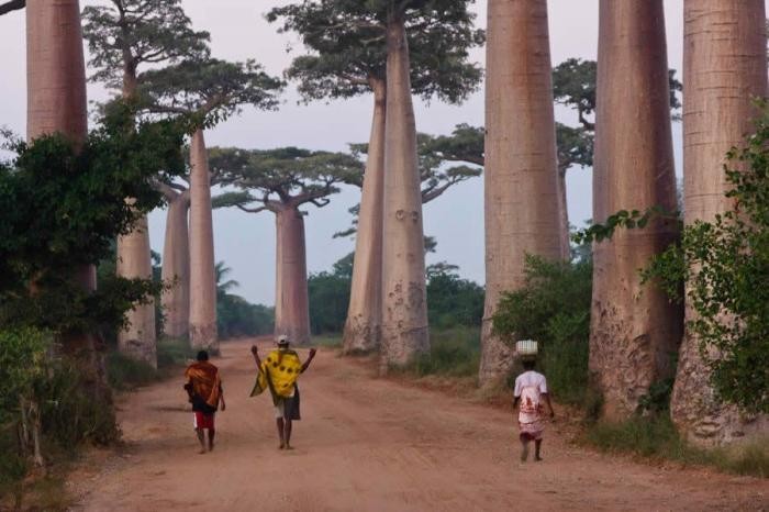 Путешествие на остров Мадагаскар (36 фото)