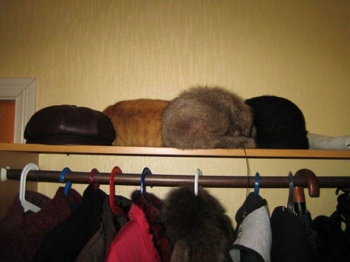 Найди кота на фото (48 фото)