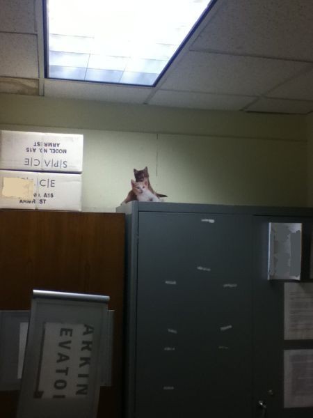 Офисный прикол с котятами (9 фото)