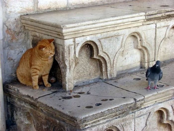 Коты, выглядывающие из своих укрытий (20 фото)
