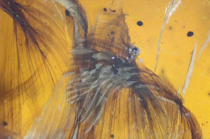 В янтаре обнаружили древнюю птицу, жившую 99 миллионов лет назад (6 фото)
