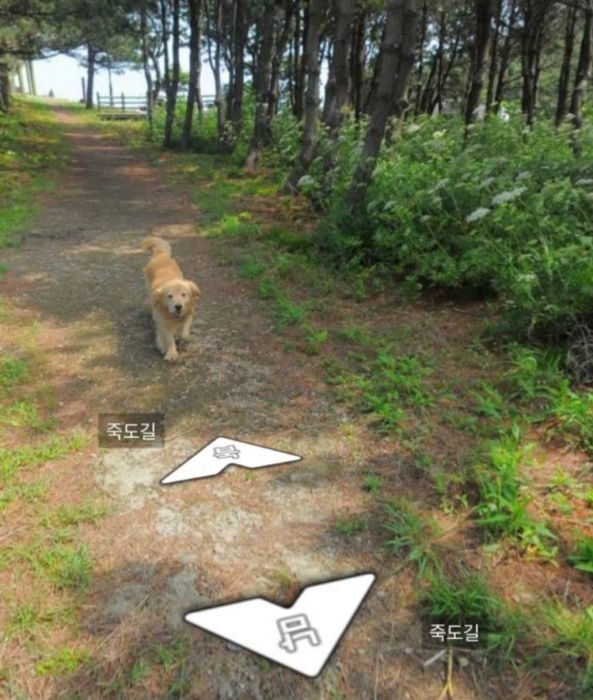 Заинтересовавшийся камерой пес попал на снимки Google Street View (7 фото)