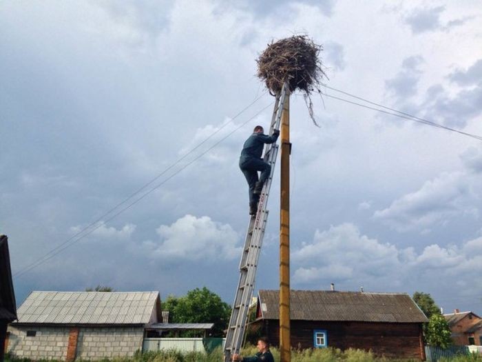 Белорусские спасатели вернули в гнездо выпавшего аиста (7 фото)