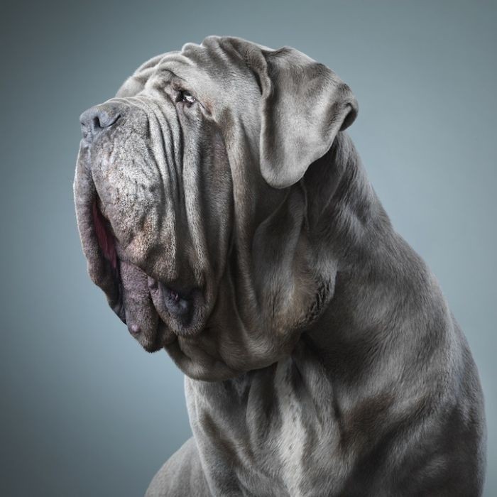Удивительные портреты собак (15 фото)
