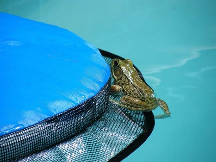 Это изобретение заботится о животных, застрявших в водоемах (11 фото)