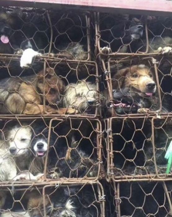 В Китае спасли 1000 собак, которых везли на убой (9 фото)