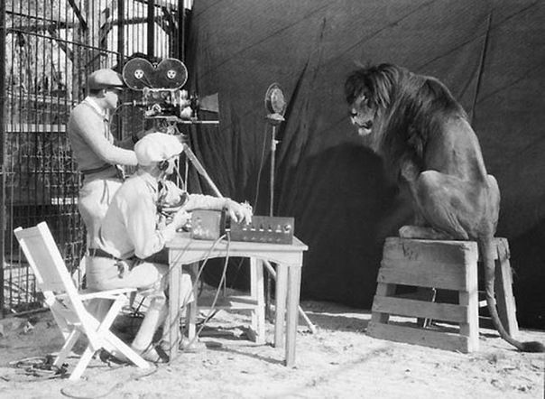 История льва из легендарной заставки Metro-Goldwyn-Mayer (4 фото)