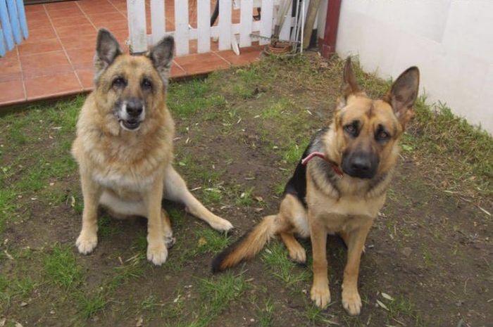 Сильные фото двух собак (3 фото)