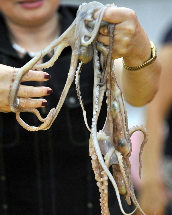 Южнокорейские гурманы насладились живыми осьминогами (7 фото)