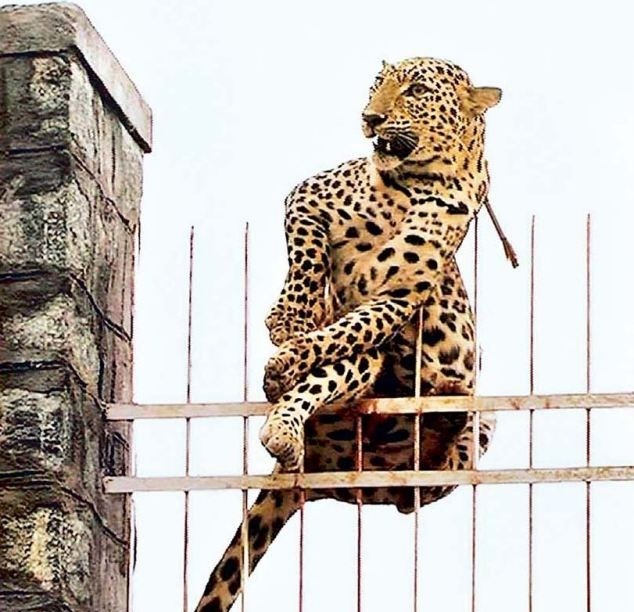 Не каждый леопард способен перемахнуть 10-метровый забор (4 фото)