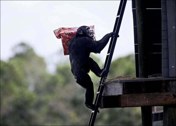 Подарки для шимпанзе (10 фото)