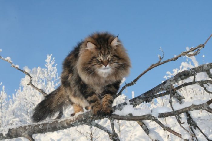 Шикарный сибирский кот (15 фото)