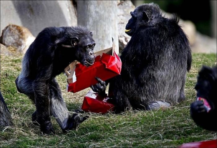 Подарки для шимпанзе (10 фото)