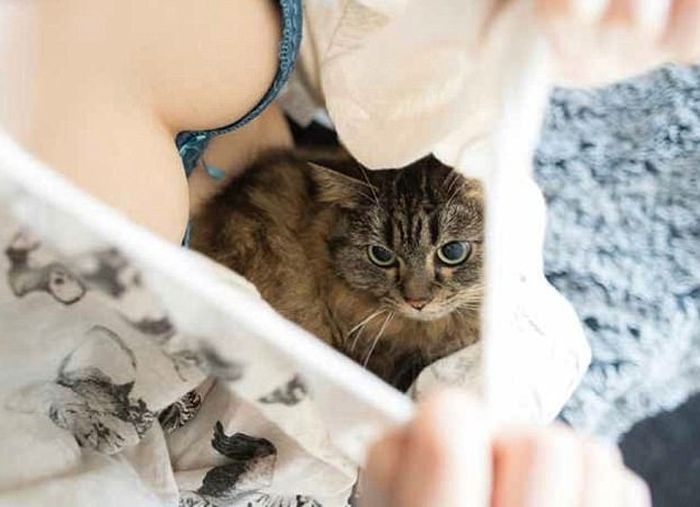 Кошки тоже без ума от женской груди (11 фото)