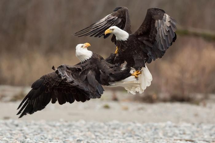Удивительные фото птиц с конкурса Audubon Photography Awards 2017 (21 фото)