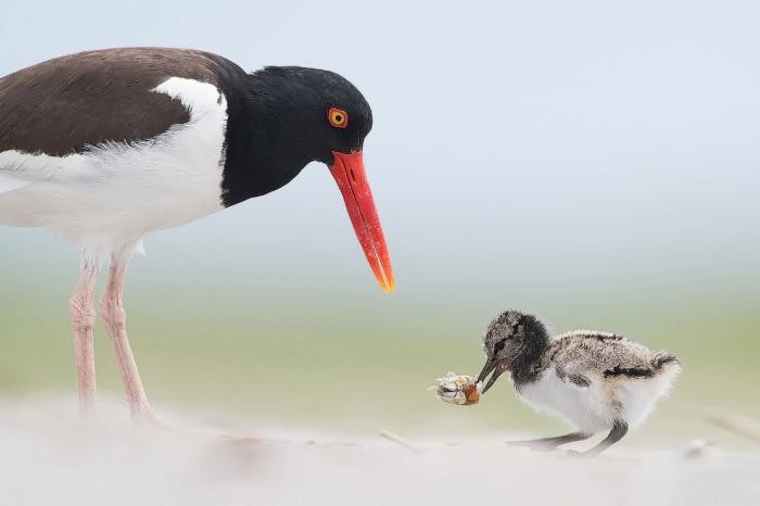 Удивительные фото птиц с конкурса Audubon Photography Awards 2017 (21 фото)