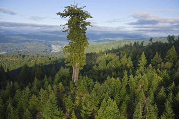 10 высочайших деревьев планеты (10 фото)