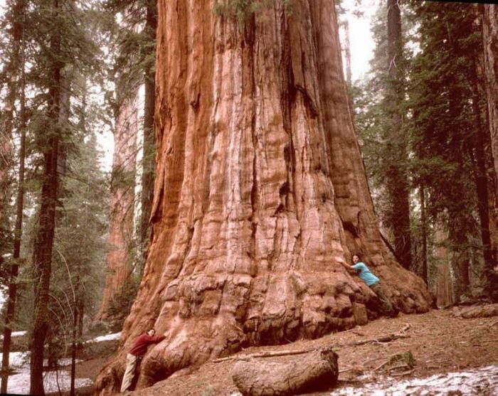 10 высочайших деревьев планеты (10 фото)