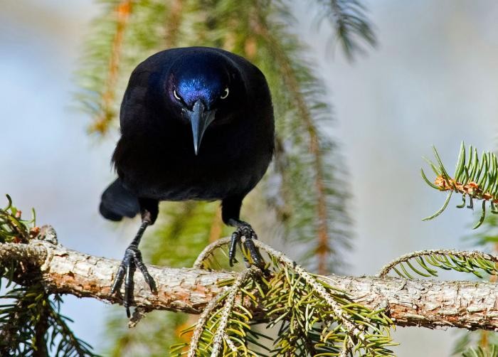 Удивительные фото птиц с конкурса Audubon Photography Awards 2017 (21 фото)