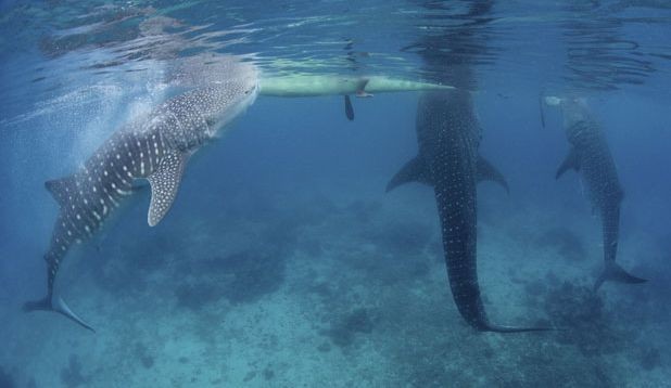 Кормление китовых акул с рук на Филиппинах (5 фото)