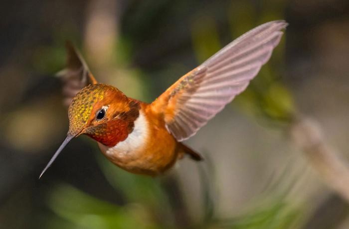 Удивительные фото птиц с конкурса Audubon Photography Awards 2017 (21 фото)