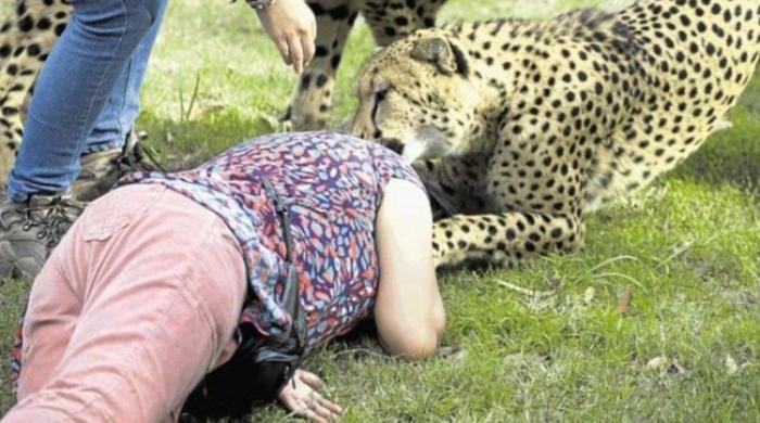 Мужик заснял нападение гепардов на свою жену (9 фото)