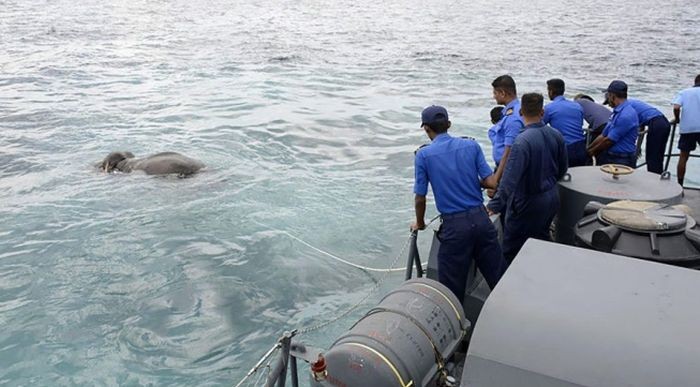 На Шри-Ланки спасли слона, унесенного в открытое море (5 фото)