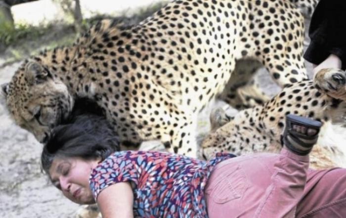 Мужик заснял нападение гепардов на свою жену (9 фото)
