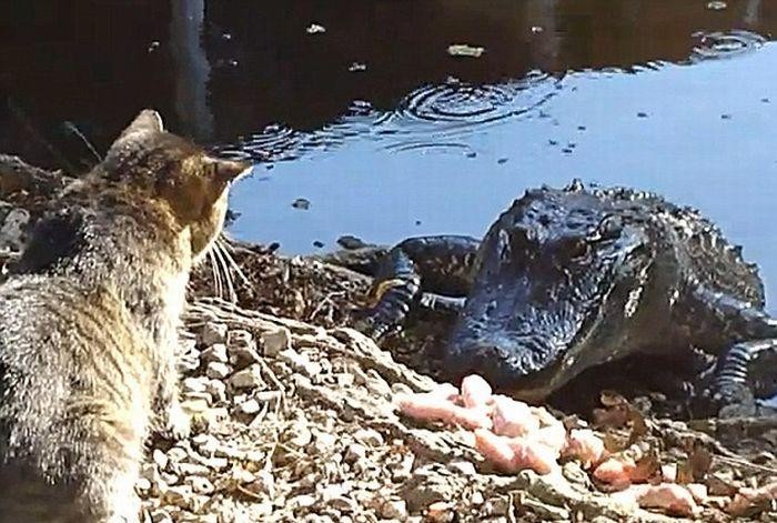 Кот против аллигатора (4 фото)