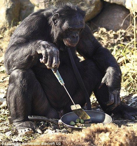 Kanzi - самая умная шимпанзе (12 фото)