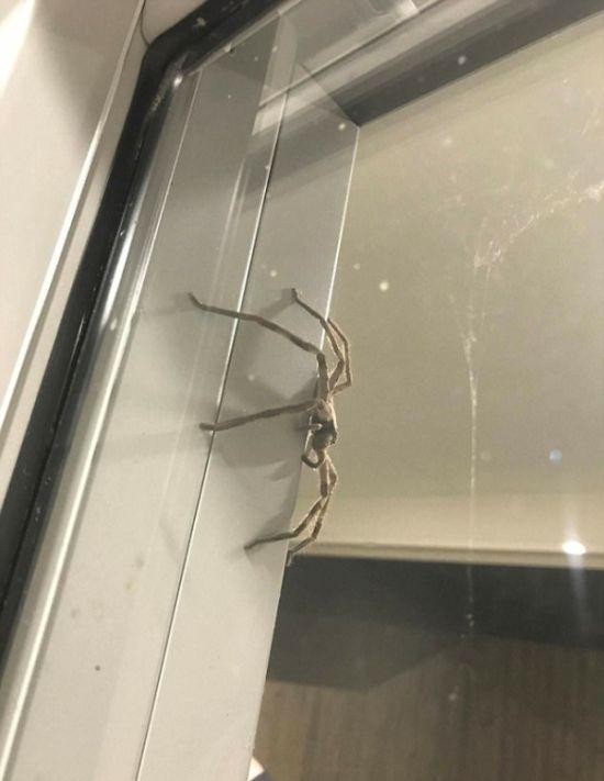 Огромный паук испортил ужин австралийской пары (3 фото)