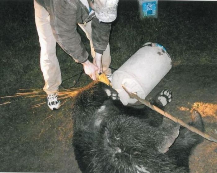 Спасение застрявшего медведя (10 фото)