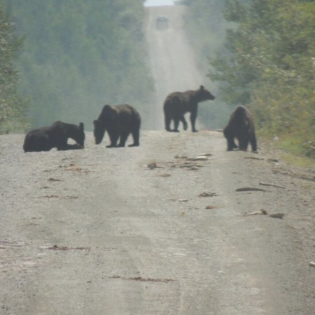 В Хабаровском крае медведи съели рыбу, высыпавшуюся из грузовика (2 фото)
