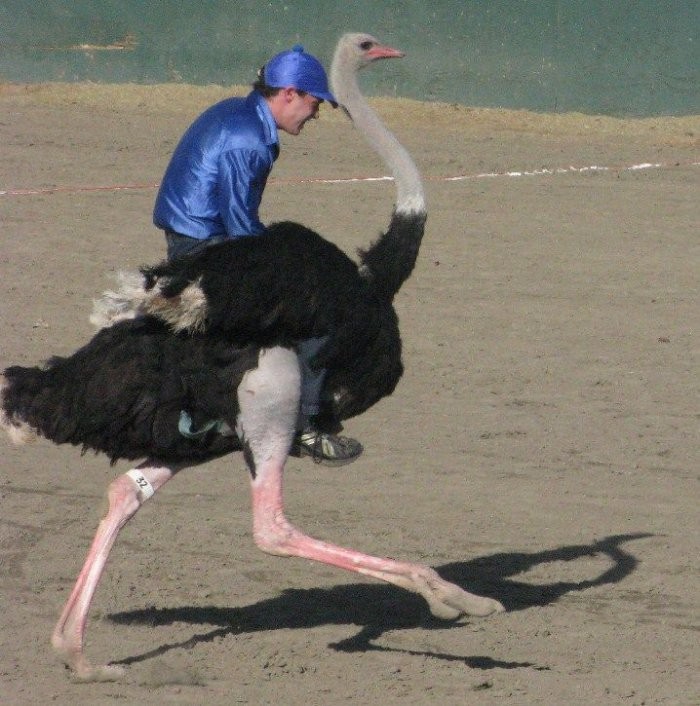 В Аризоне прошел фестиваль страусов (9 фото)