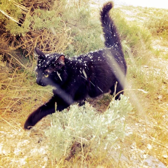 Кошка-скалолаз ходит в горы со своим хозяином (16 фото)