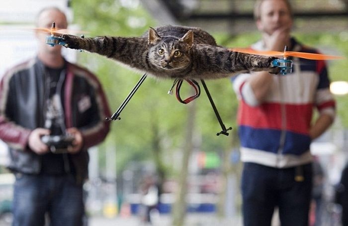 Летающий кот из Голландии (5 фото)