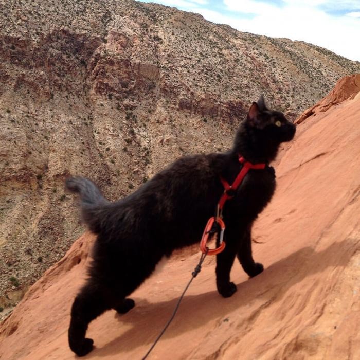 Кошка-скалолаз ходит в горы со своим хозяином (16 фото)