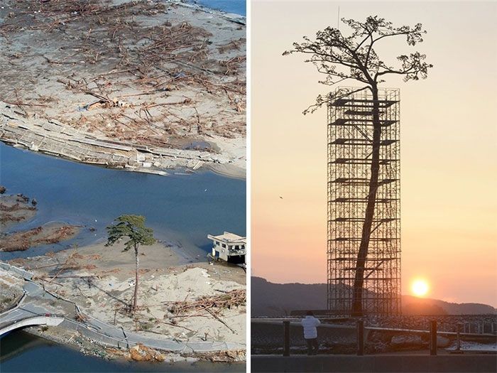 Деревья, растущие в необычных местах (31 фото)