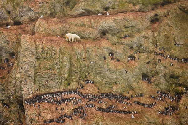 Лучшие фотографии мира на конкурсе World Press Photo (21 фото)