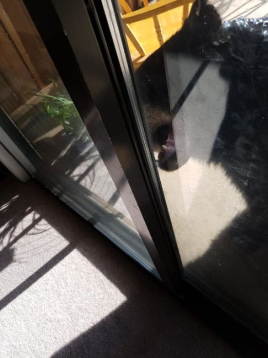 Черный медведь пришел в дом жителей Канады (3 фото)