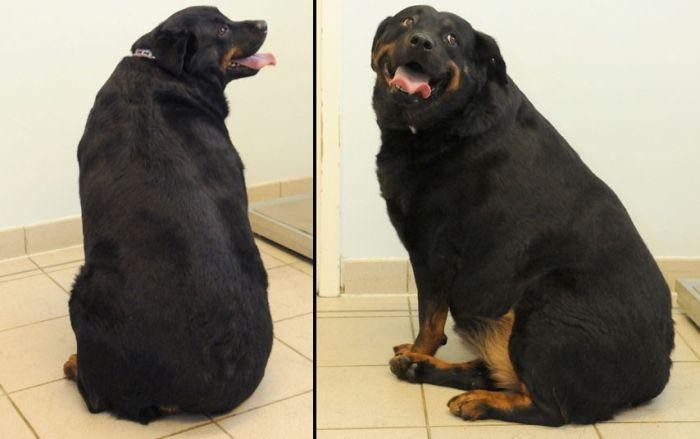 Слишком толстые животные (13 фото)
