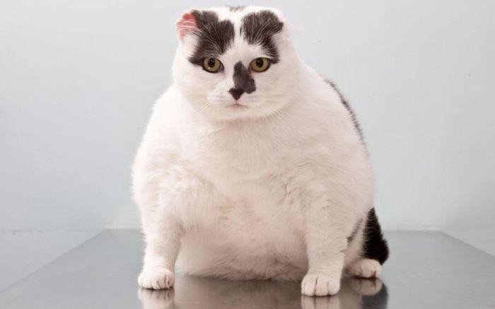 Слишком толстые животные (13 фото)