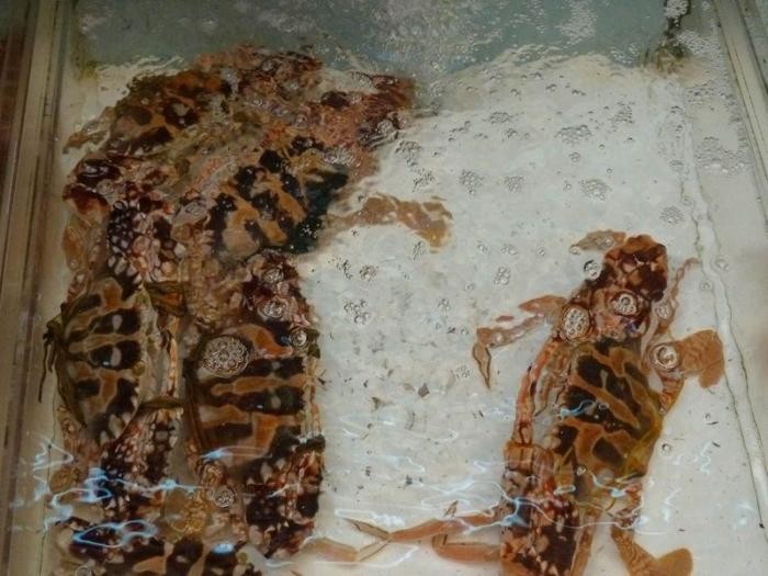 Что такое китайская кухня (27 фото)