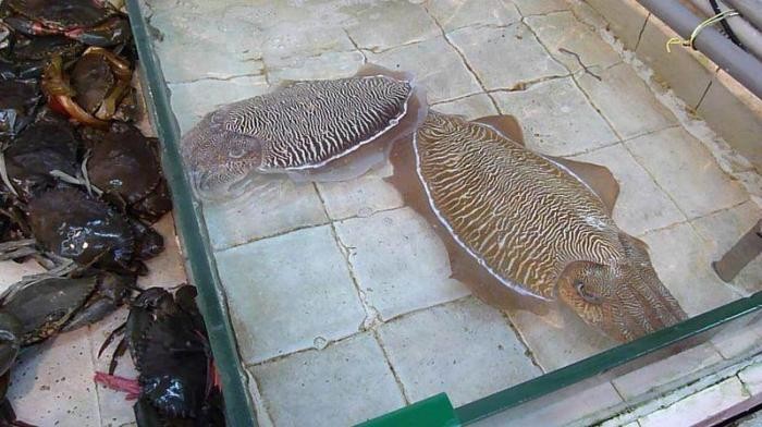 Что такое китайская кухня (27 фото)