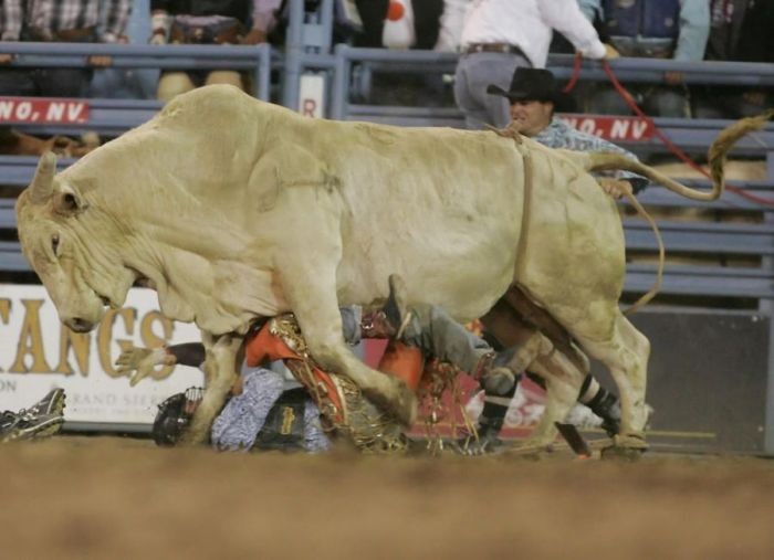 Самые яркие и опасные моменты родео (17 фото)