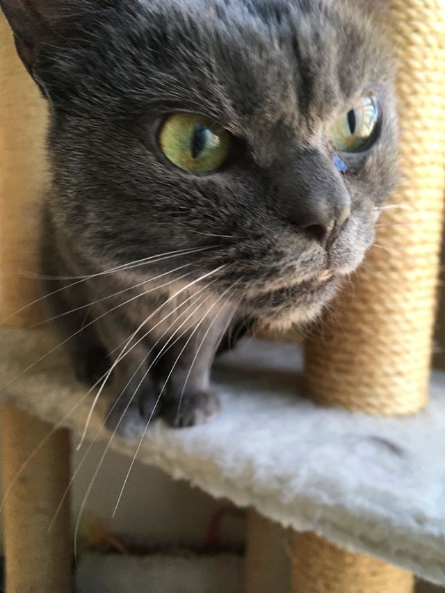 Недовольная кошка по кличке Шамо (10 фото)